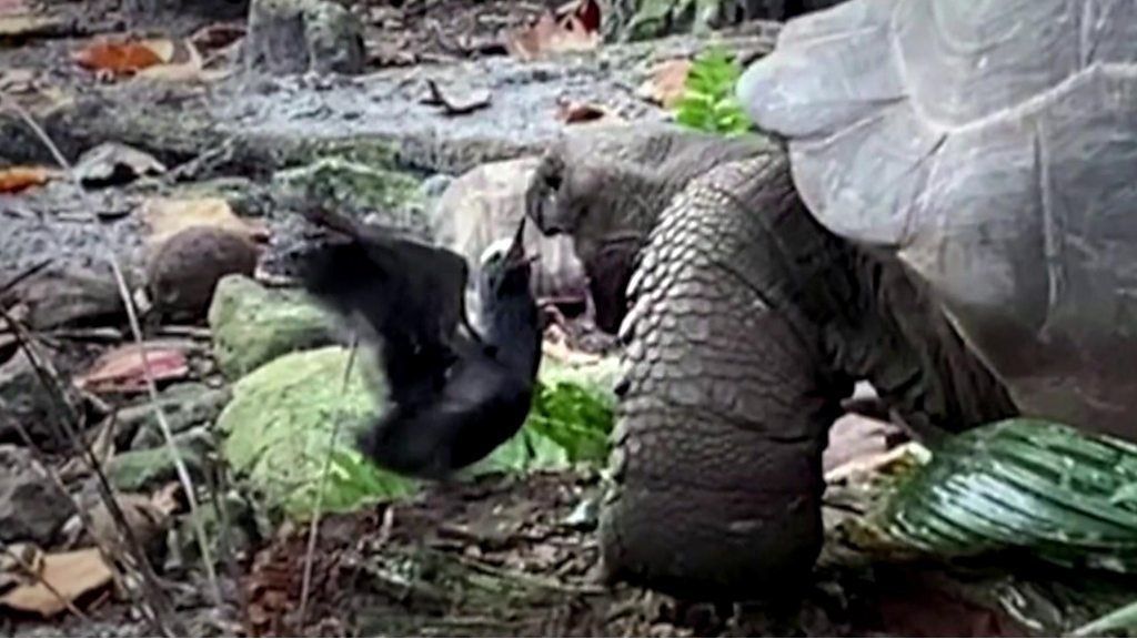 Tortoise eating bird caught on camera by conservationist