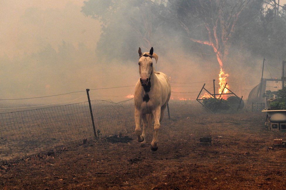 ਆਸਟਰੇਲੀਆ ਦੇ ਜੰਗਲਾਂ ਦੀ ਅੱਗ Australia bushfires