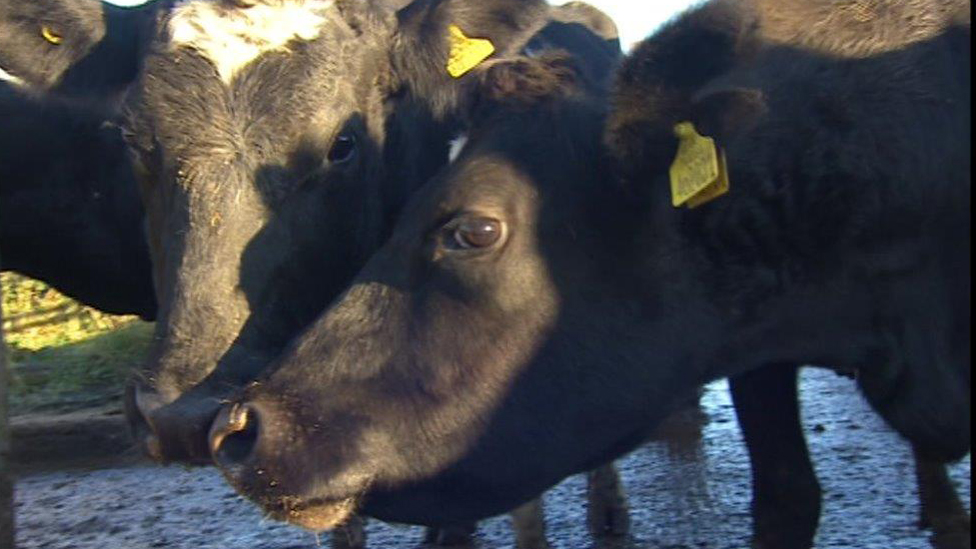 Коровы на ферме Моссман