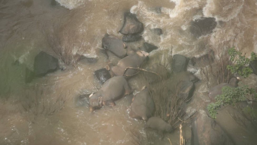 Изображение слонов, найденных у водопада