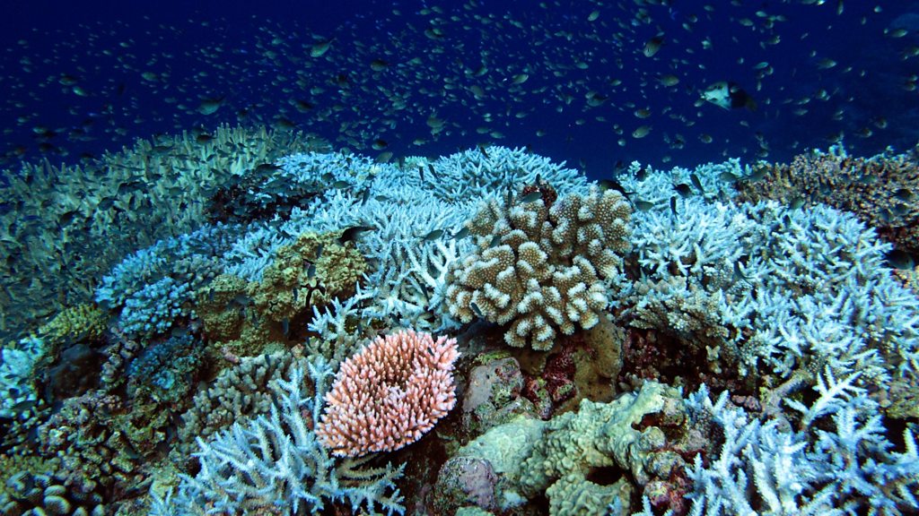 Rowley Shoals: The bleached Australian reef and a Covid challenge