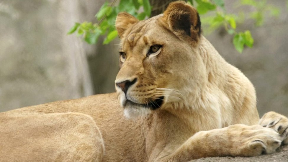 male lion pouncing on prey