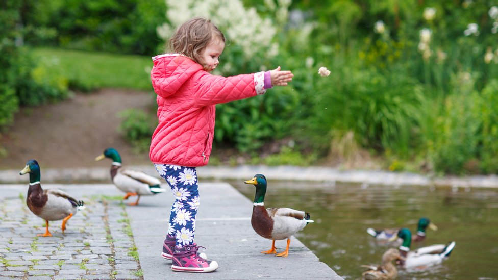 Feeding Ducks Bread Viral Sign Sparks Anger And Confusion Bbc News