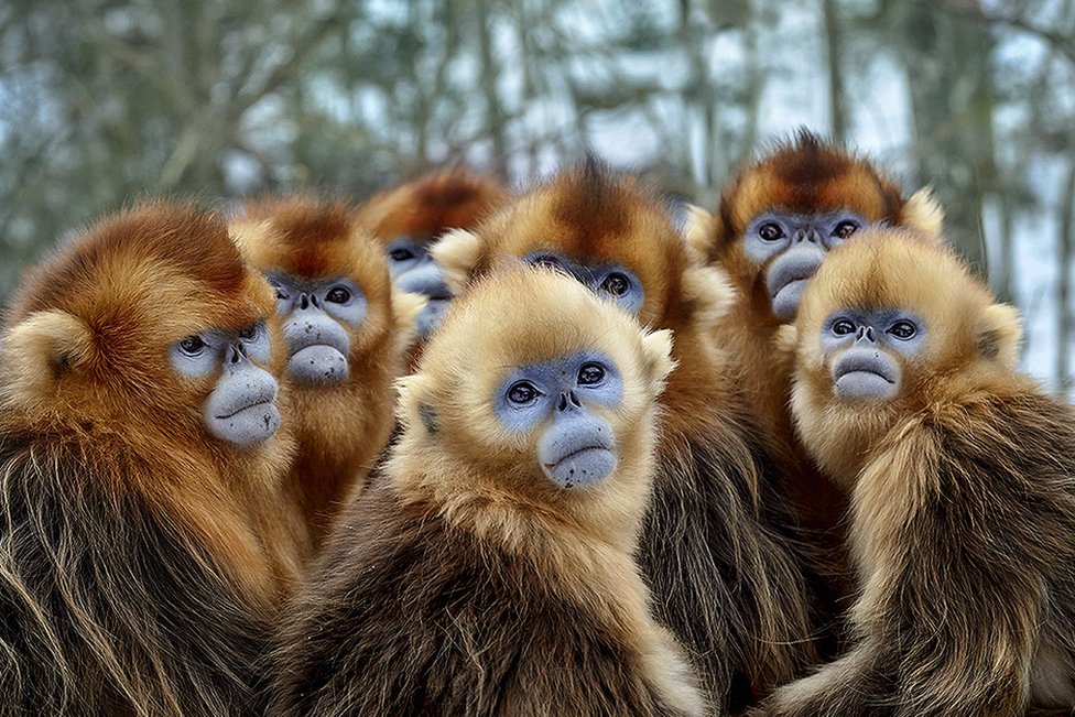 Золотистые курносые обезьяны, Восточный Китай