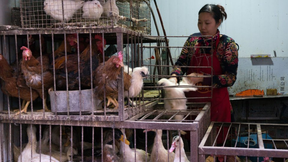 Una mujer vende en China aves vivas
