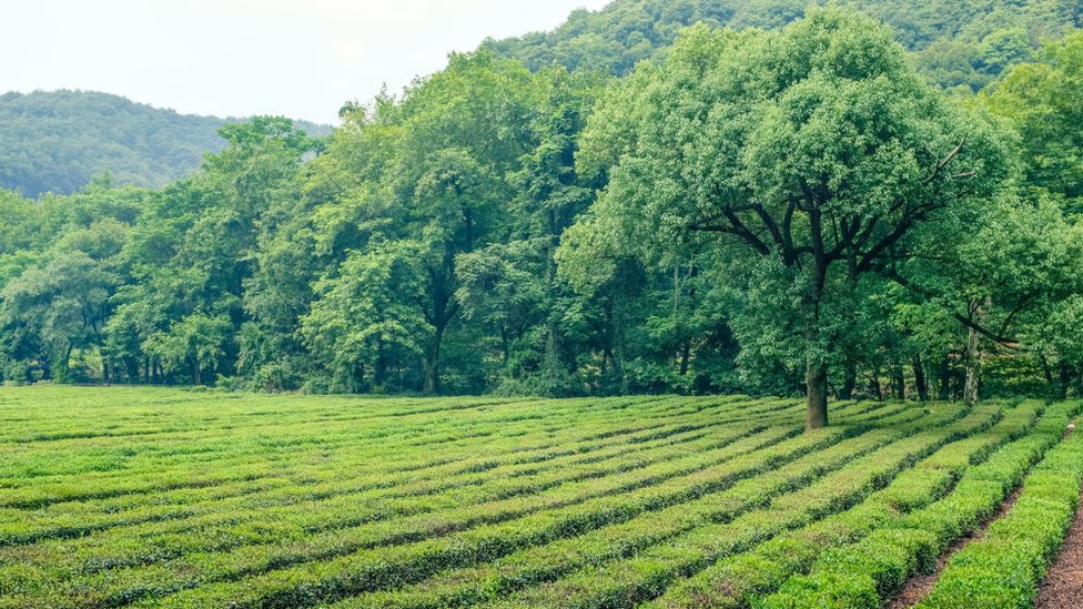 Campos de té verde.