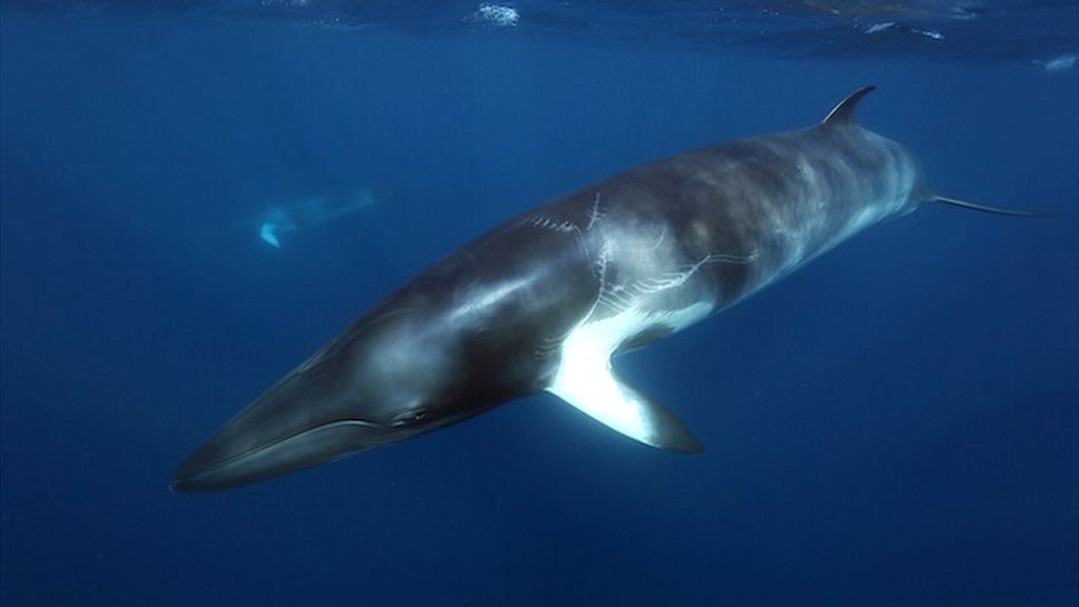 Backlash against 'frightening' tests on whales