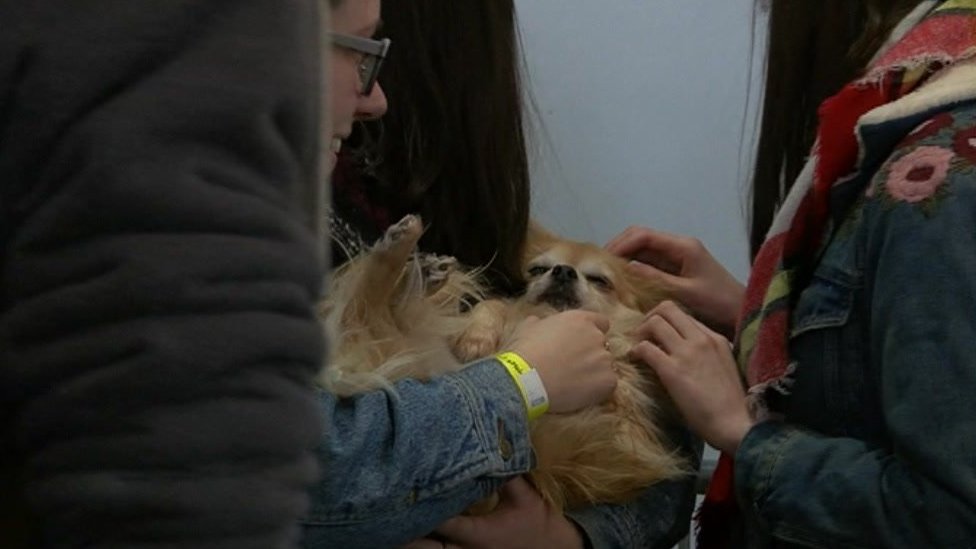 Собаки-спасатели Alpet Poundies были приглашены в Союз студентов, чтобы помочь улучшить благосостояние студентов