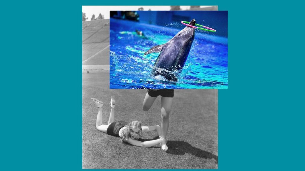 Composición de imágenes de delfines sobre humanos
