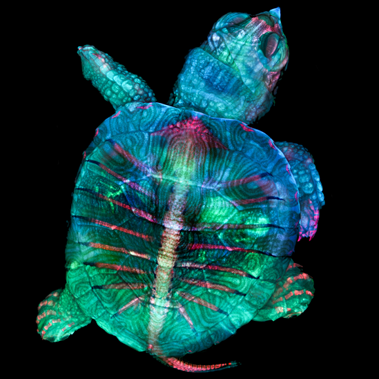 Embrión de tortuga fluorescente Embrión de tortuga fluorescente