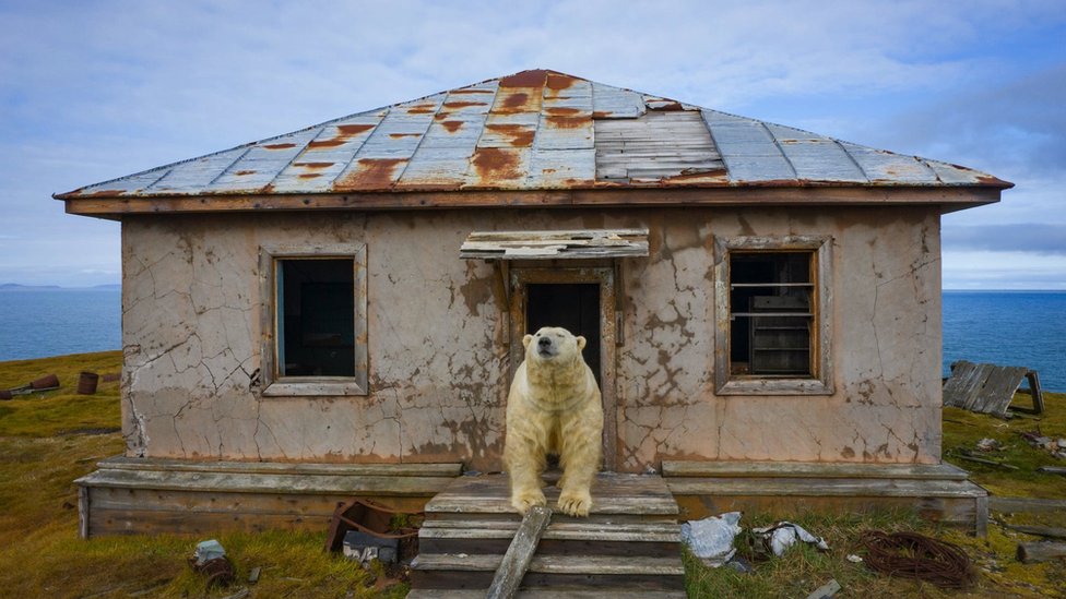 A polar bear seen on the steps outside a derelict building