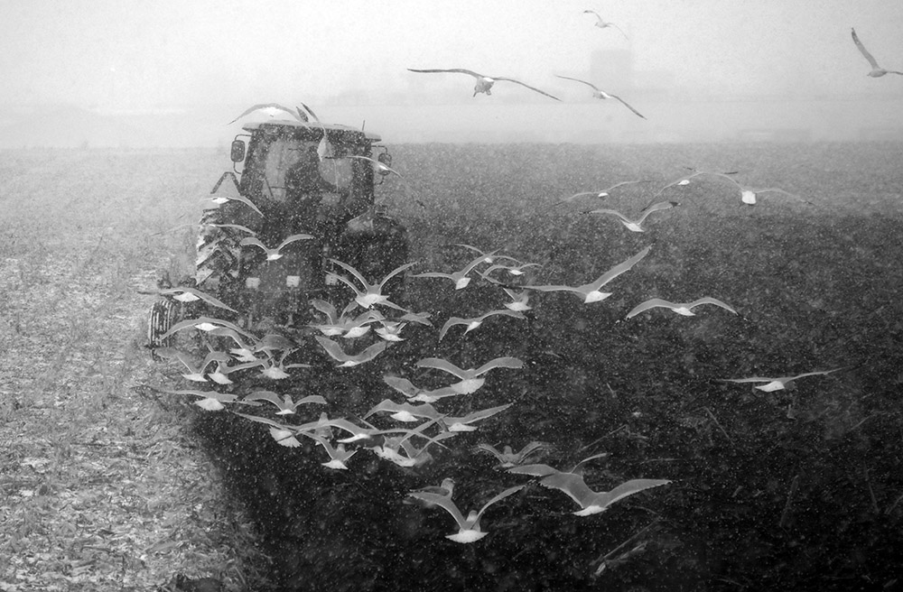 Птицы следуют за трактором