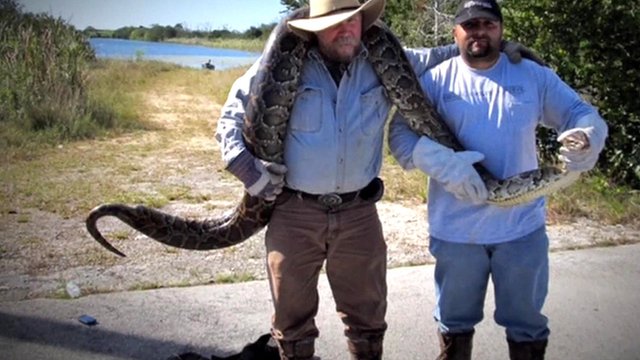 Hunting Florida's Burmese pythons - BBC News