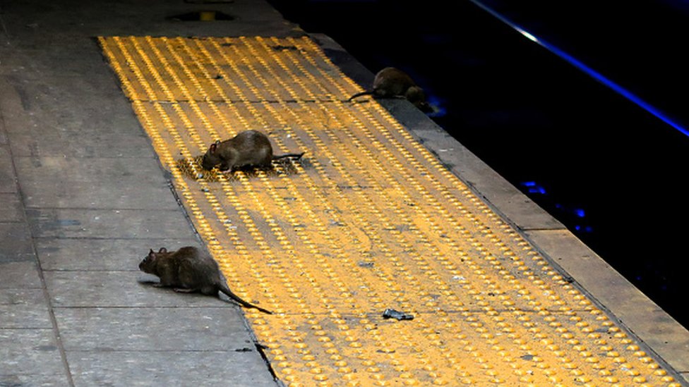 Три крысы ищут пищу на платформе метро на Геральд-сквер в Нью-Йорке