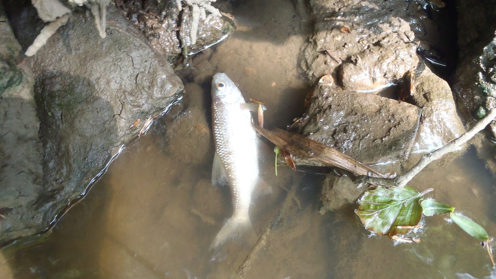 Мертвая рыба в реке Фром, Сомерсет