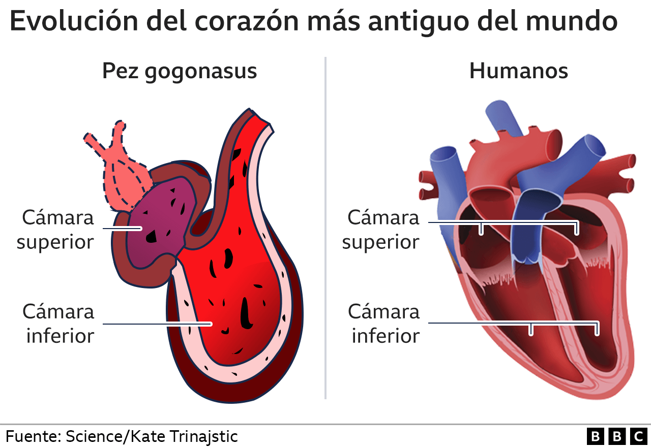 Comparación de un corazón humano con el del pez gogonasus.