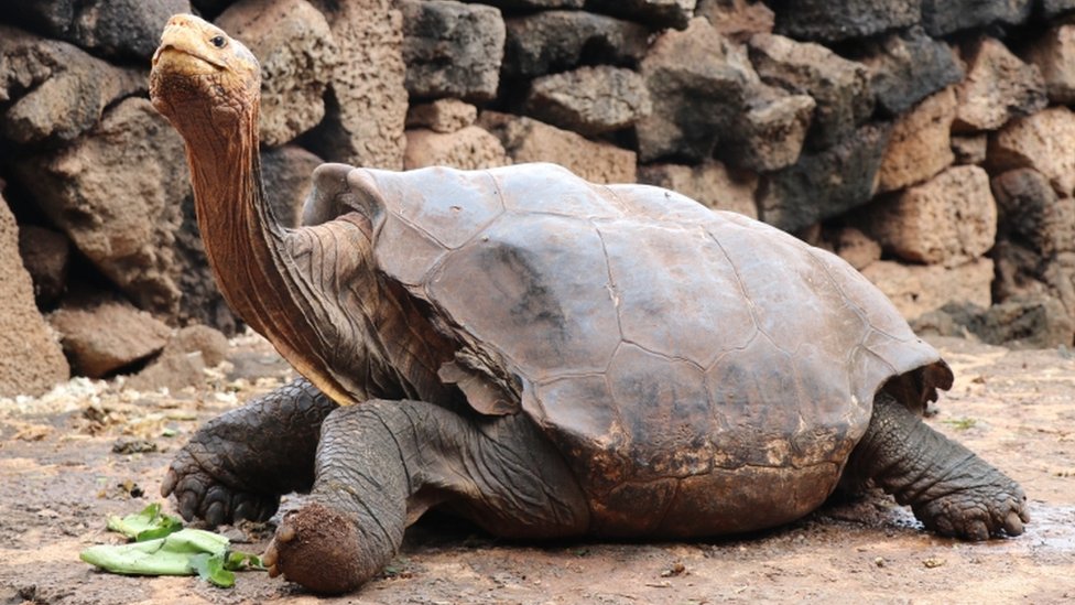 Диего, гигантская черепаха