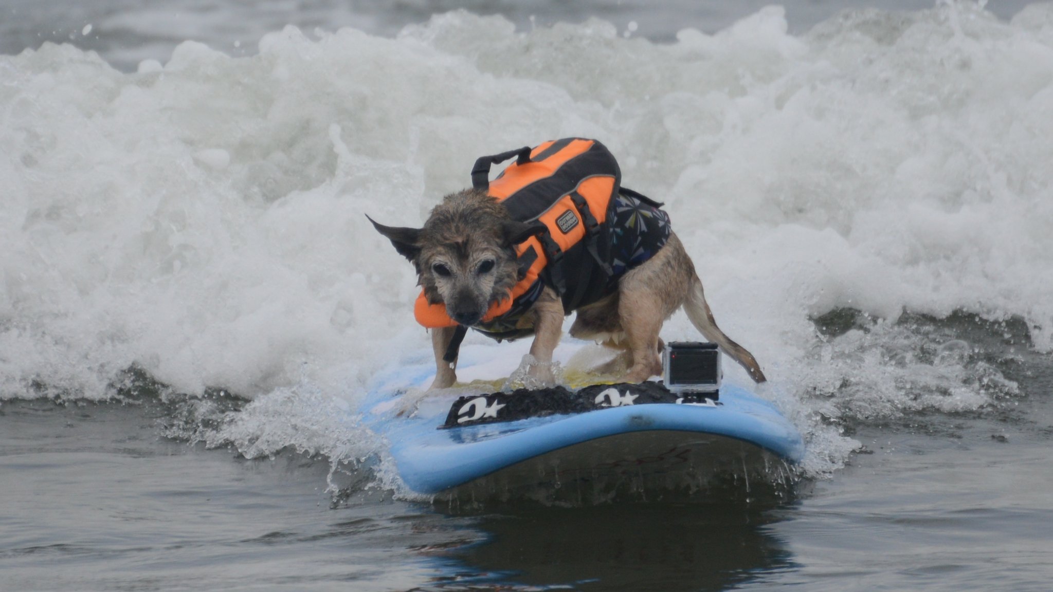 Surf dogs take to the waves! - CBBC Newsround