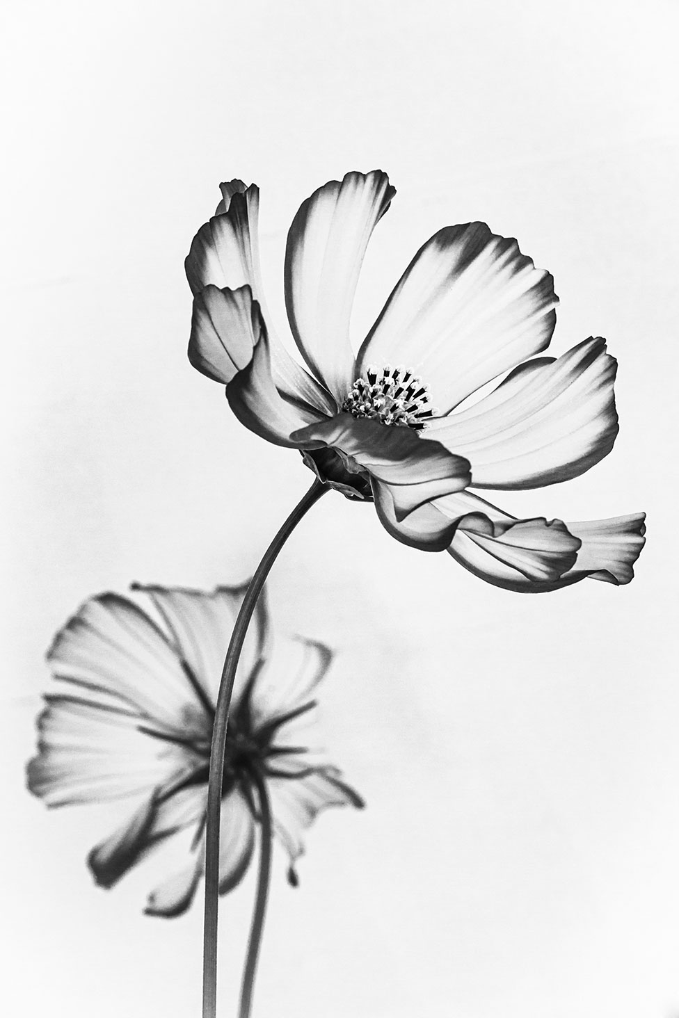 Black & White Flower 