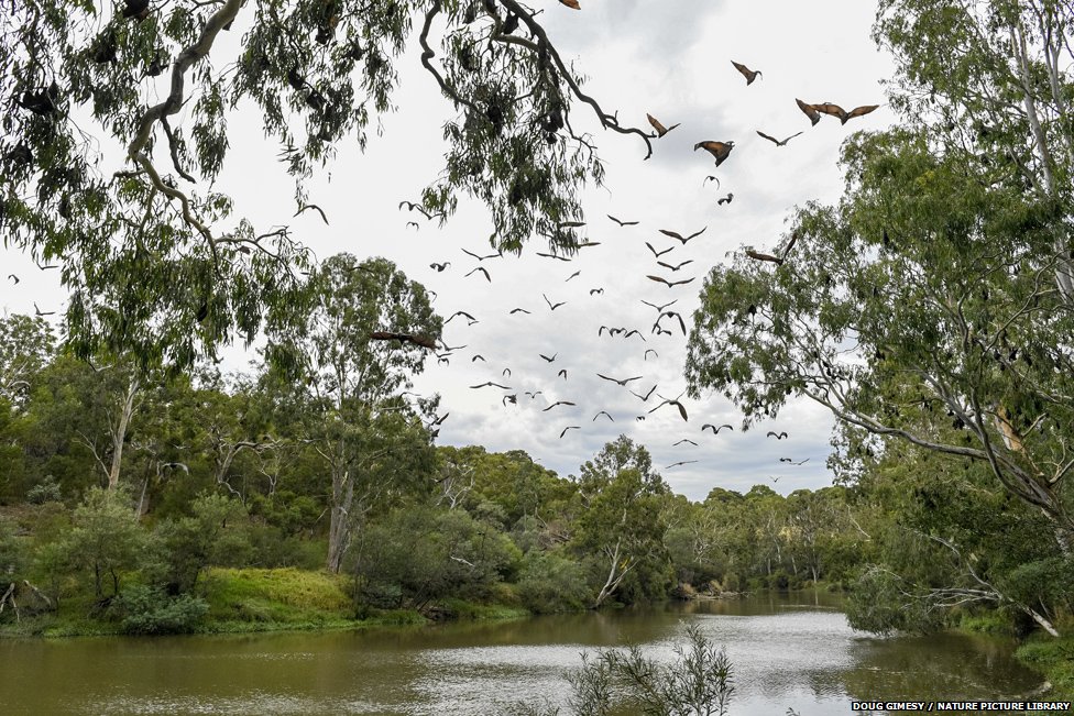 Седоголовые летучие лисицы летают над рекой Ярра, недалеко от Мельбурна.