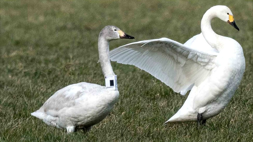 Climate change: Fewer wild swans returning to UK in winter