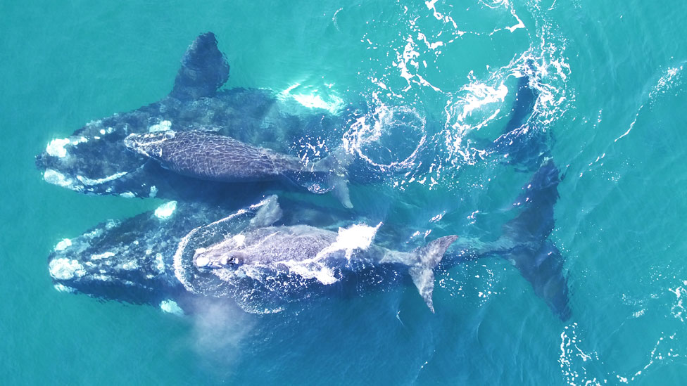 Ballenas francas australes con sus crías