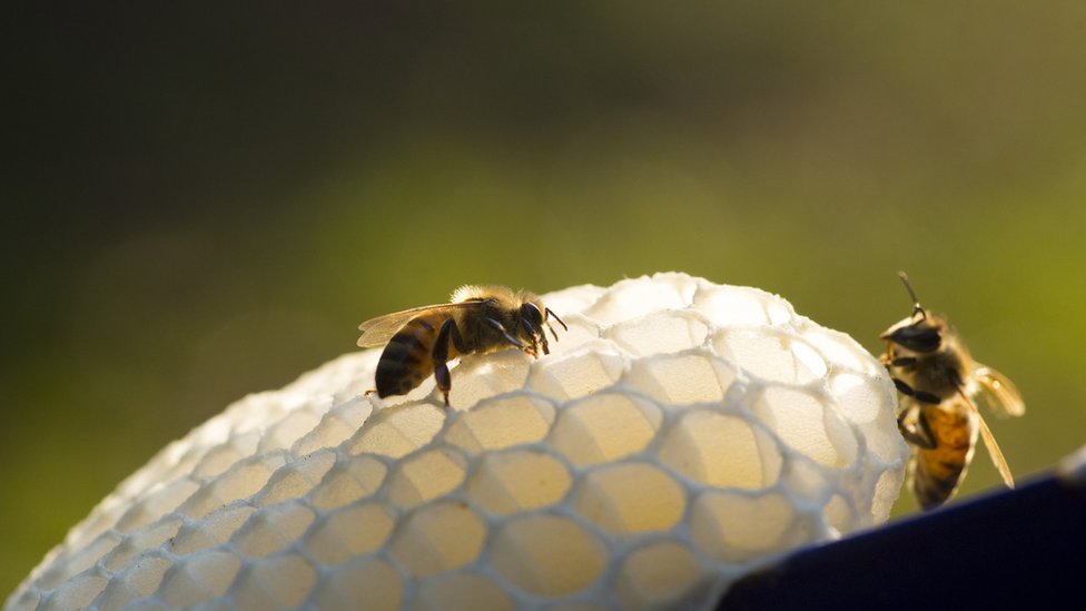 Unas abejas en un panal.