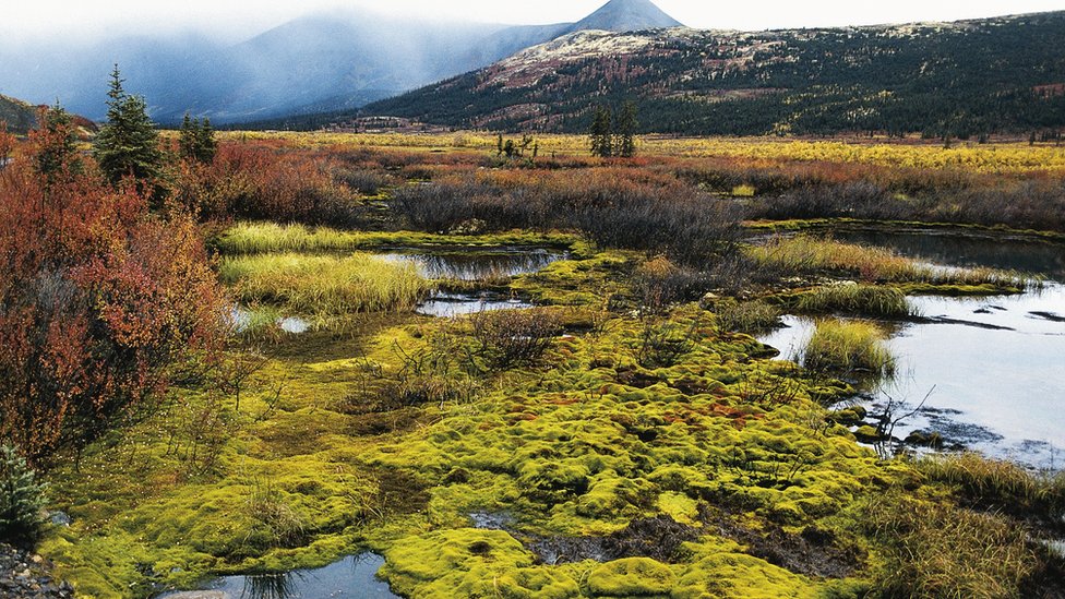Un ecosistema boreal es lo que muchos imaginan como un desierto canadiense: es un paisaje de árboles de coníferas y granito, pantanos y lagos. Un ecosistema boreal canadiense