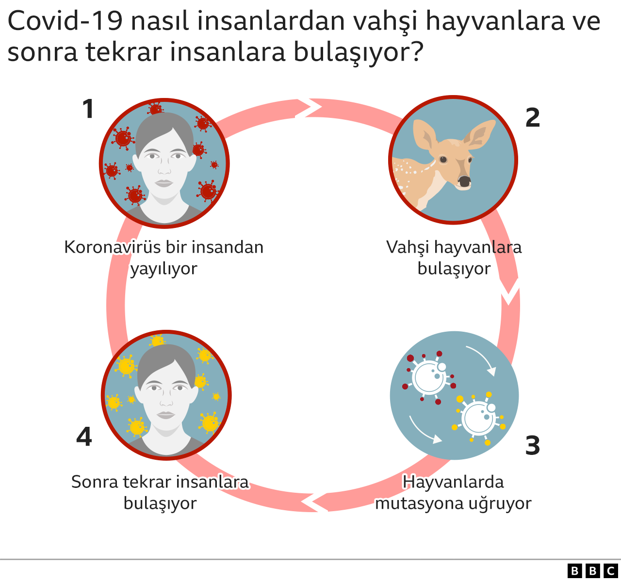 Covid-19 nasıl insan ve hayvanlar arasında dolaşıyor grafiği