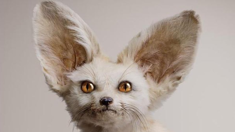 Criatura imaginaria del artista Vincent Fournier. White Fennec (Zerdas hypnoticus), tiene la habilidad de controlar la mente.
