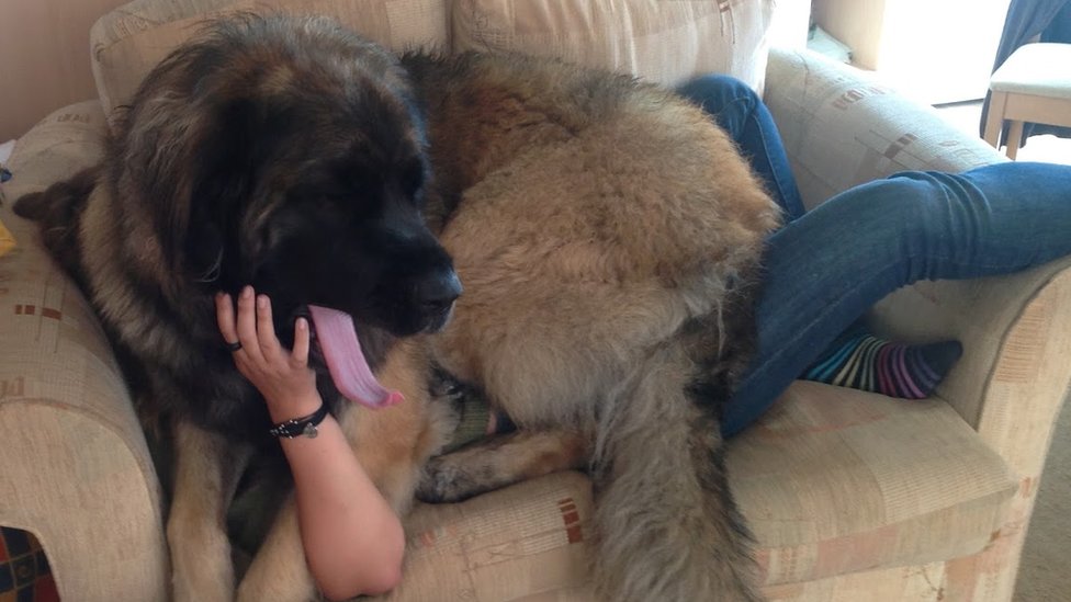 do leonberger dogs slobber