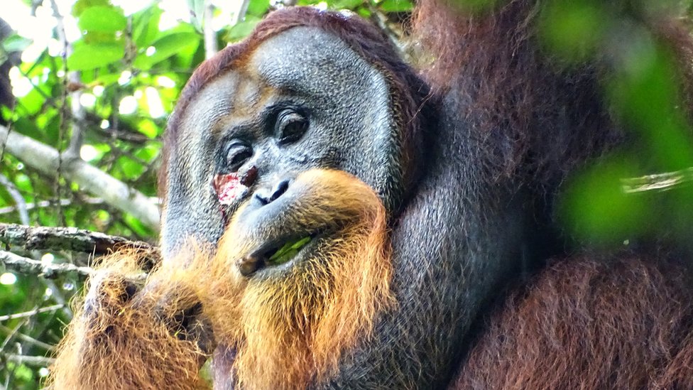 Orangutan Rakus žvaće anti-inflamatornu i anti-bakterijsku biljku