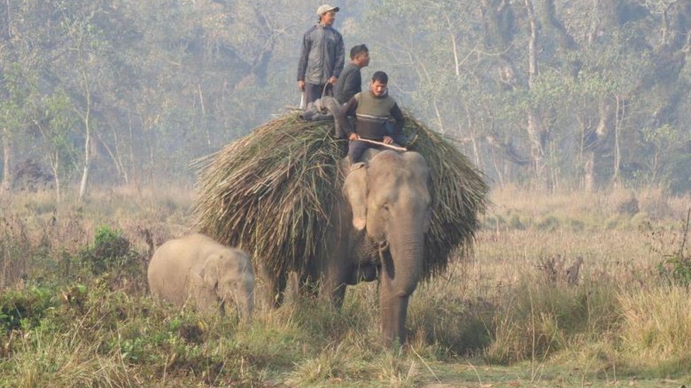An elephant carrying fodder