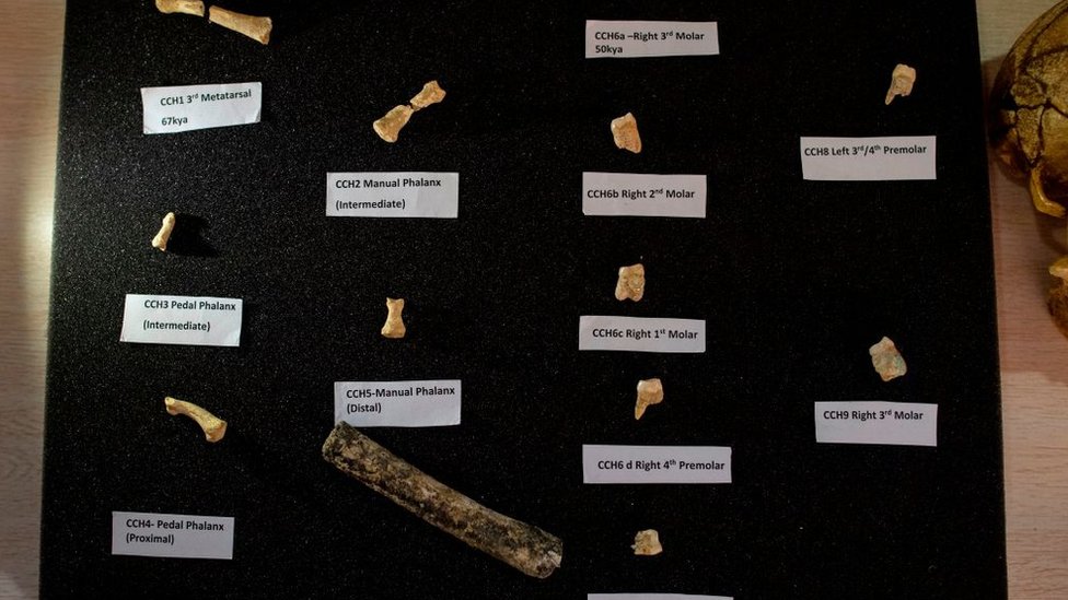 Fósiles y dientes del Homo luzonensis.