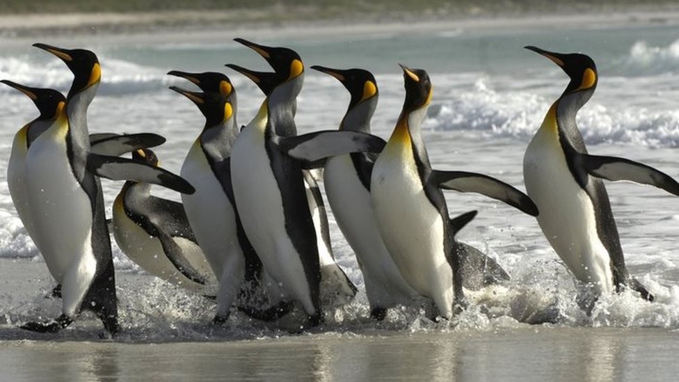 фото из архива: пингвины на Фолклендских островах