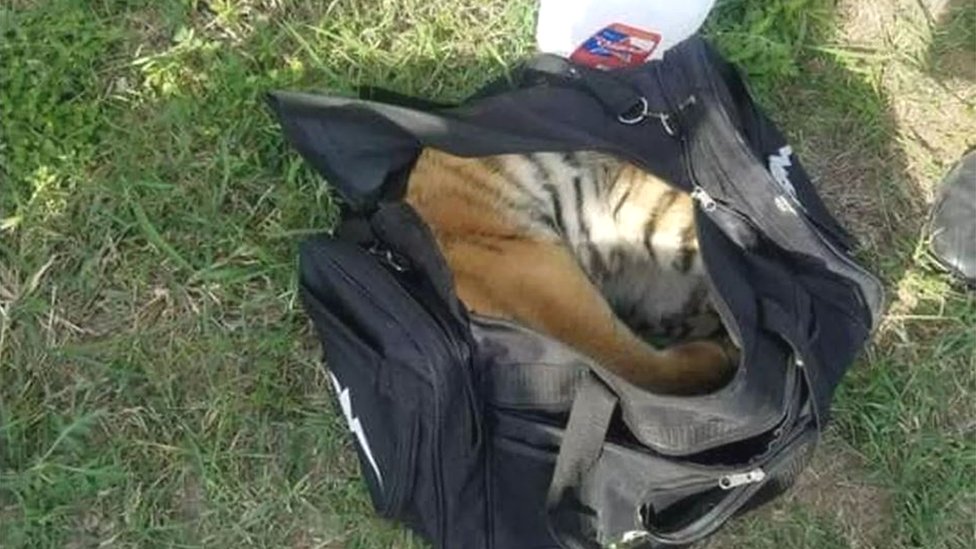 america tiger luggage