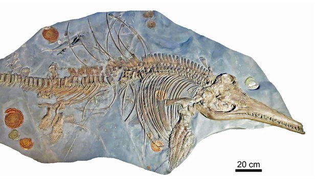 'Sea dragon' fossil is 'largest on record' - BBC News