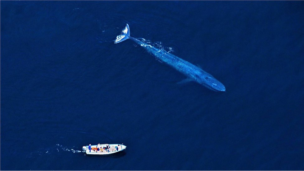 만약 선박이 흰긴수염고래를 부딪혀 죽게 한다면, 생태계에 고래가 기여하는 활동의 가치만큼 벌금을 내야 할까?