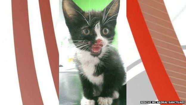 kitten rescue sanctuary