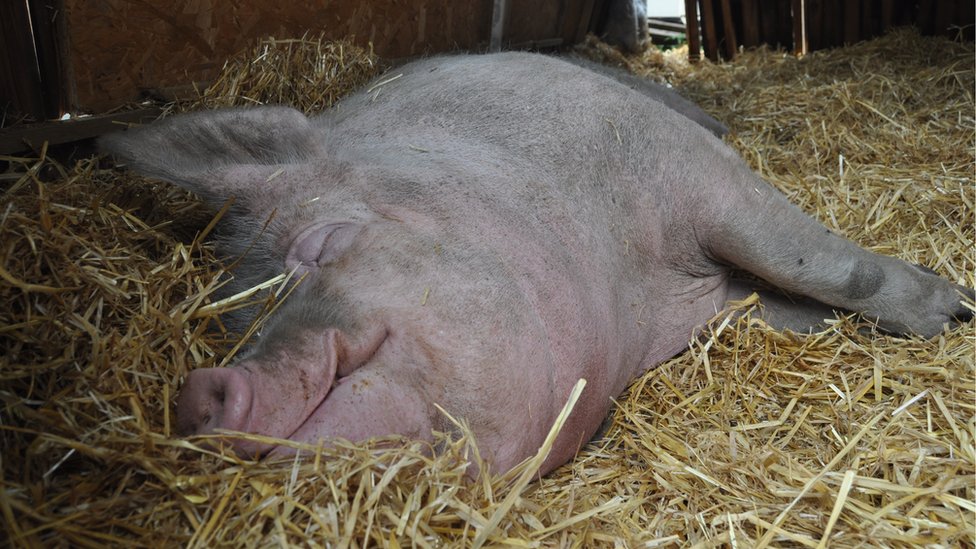 Погладить спящую свинью