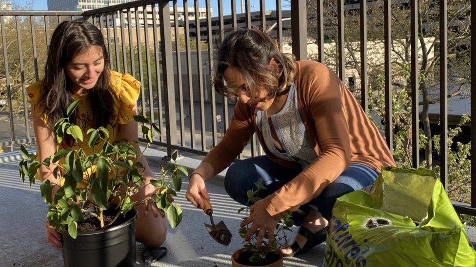 «Мой первый звонок - я очень нервничал». - говорит Паулина Луна Мартинес (слева), занимающаяся садоводством со своей соседкой по дому Элси Гонсалес в Нью-Хейвене
