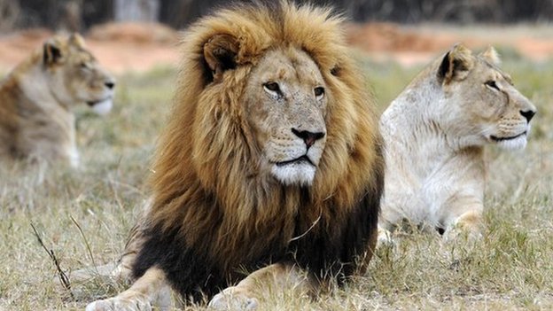 Лев и львица отдыхают в Lion Park, недалеко от Претории, 29 июня 2010 года.