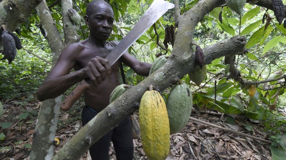 kakao üreticisi