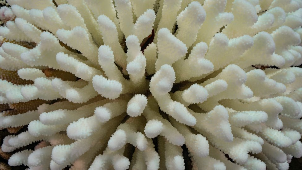 Izbeljivanje korala