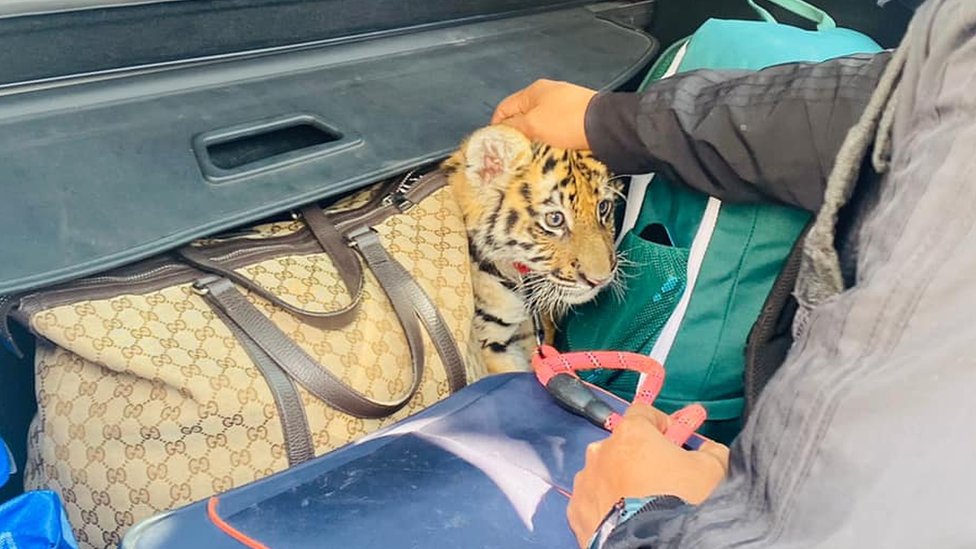 Police handout photo of a tiger cub found in a car boot in Mexico