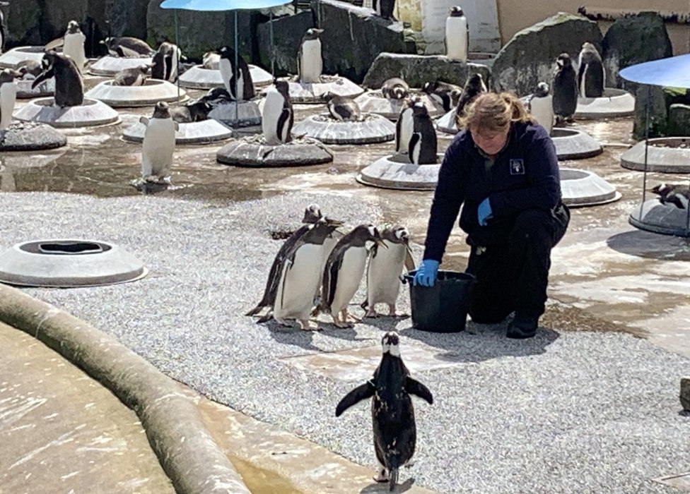 Хранитель с пингвинами