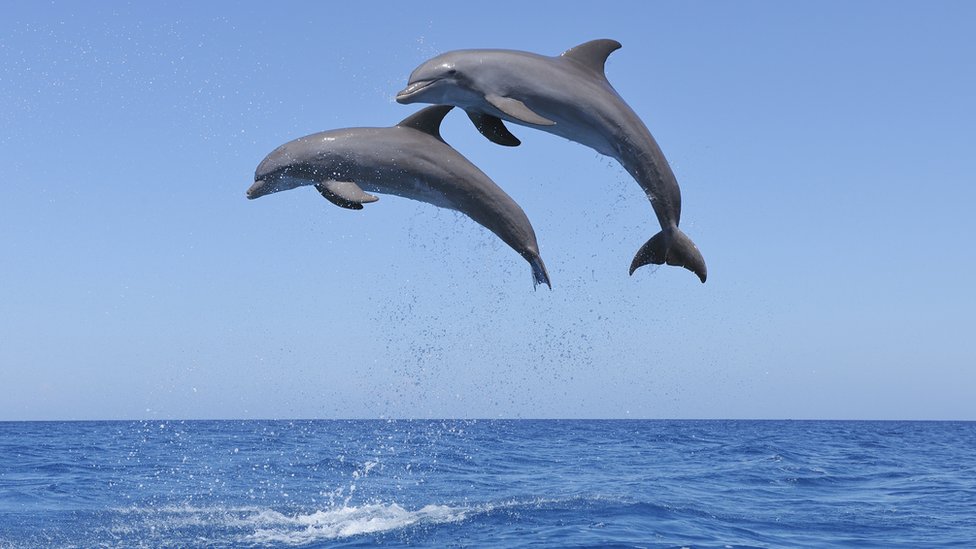Delfines.