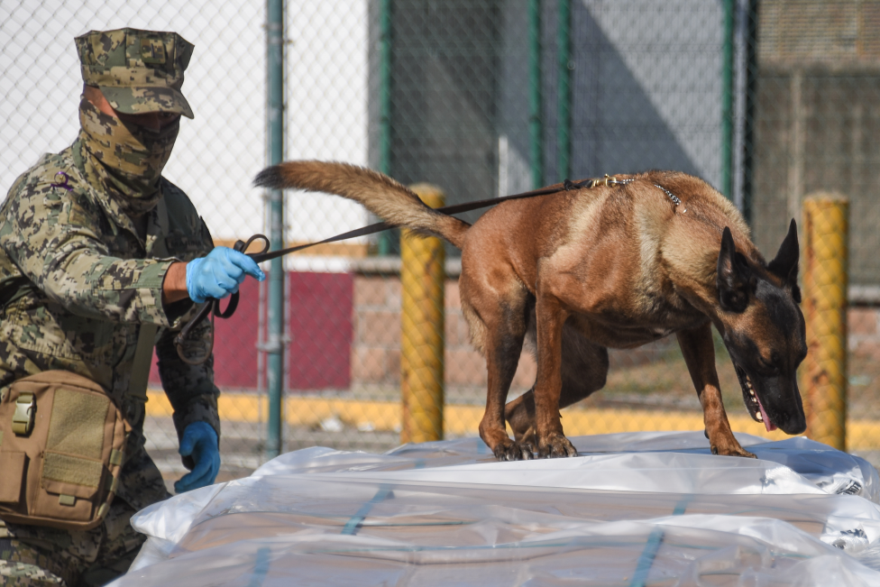 Tracker dog.