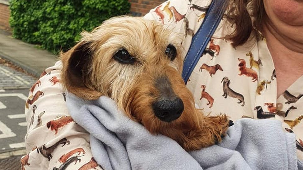 Dog stolen from Swadlincote kennels found 130 miles away