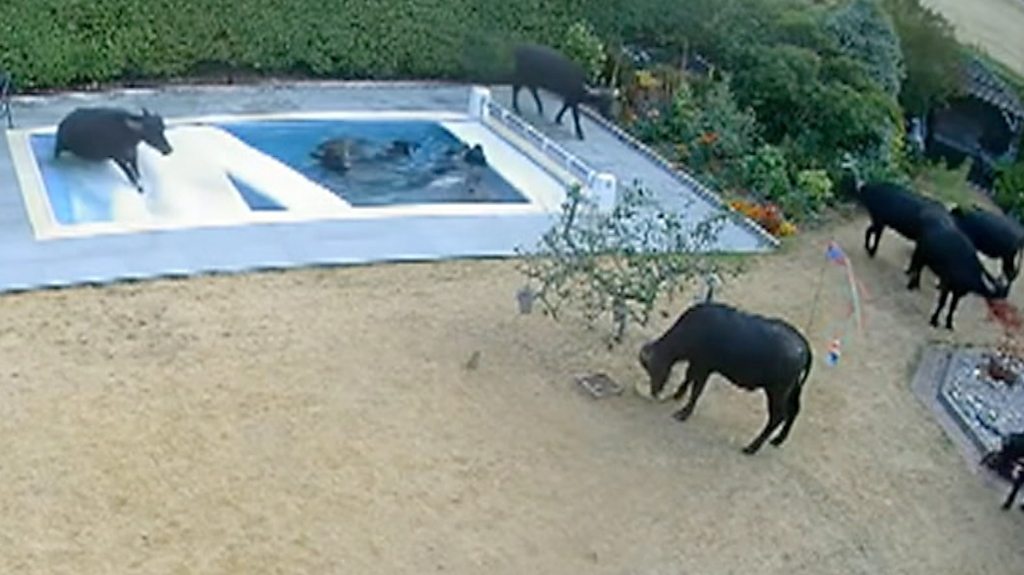 Escaped water buffalo herd wreck Essex swimming pool